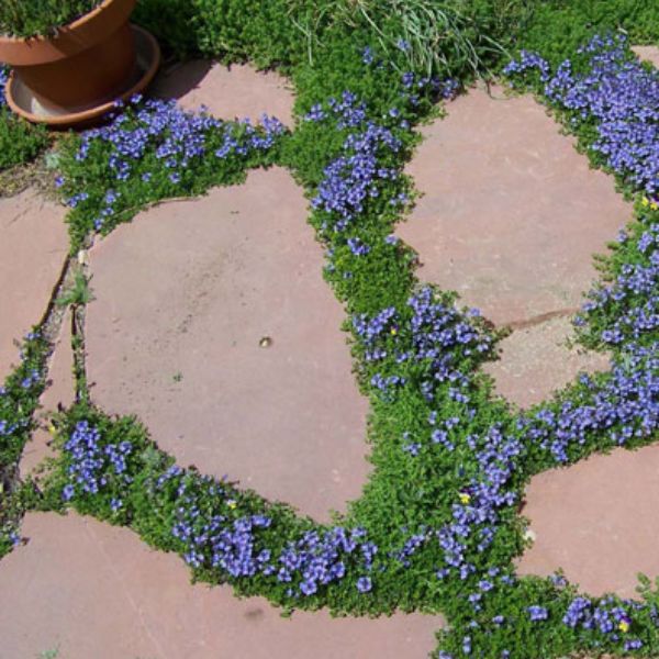 Creeping Speedwell is commonly grown for ground cover in lawns and gardens