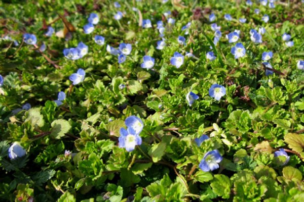 Creeping Speedwell is considered an invasive weed due to its aggressive growth