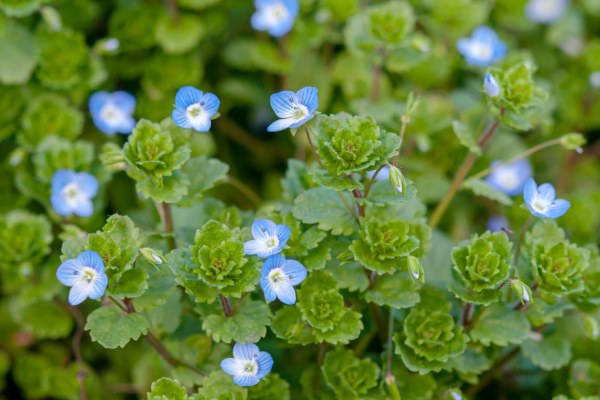 Creeping Speedwell