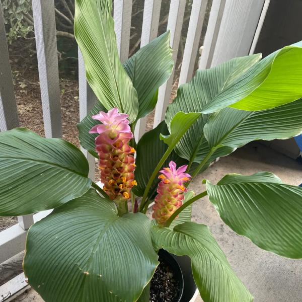 Flowering Ginger can be grown in containers