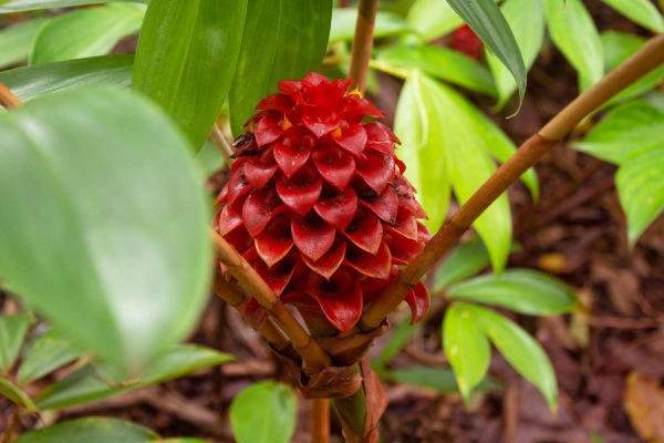 Flowering Ginger is mainly grown for its decorative appeal