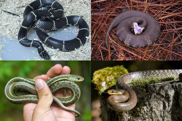 Garter Snakes, Rat Snakes, Common Kingsnakes, and Cottonmouth Snakes