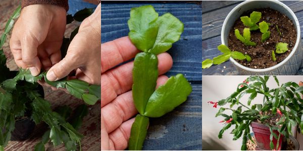 Holiday Cacti propagating