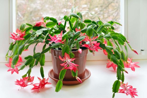 Holiday Cacti re often given as gifts during winter holidays