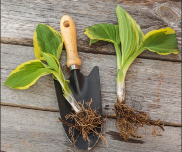 Hostas can easily propogate by division