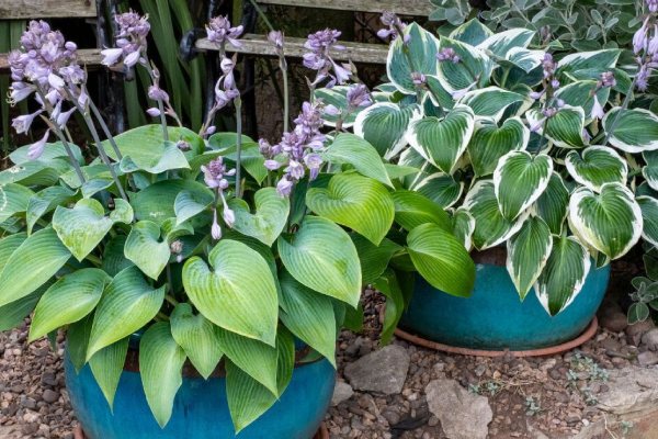 Hostas is popular for its variegated foliage