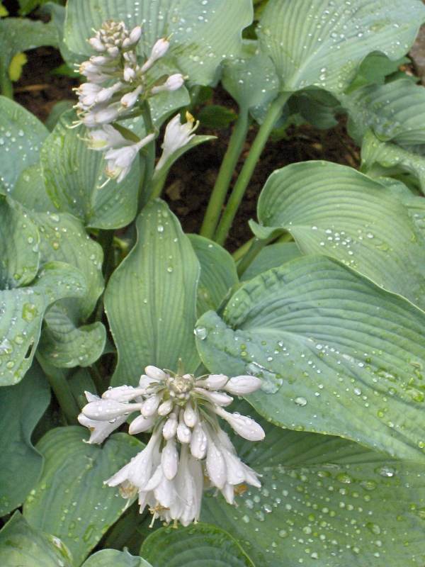 Hostas produces bell-like flowers that are sometimes fragrant