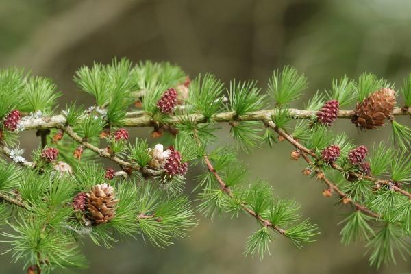 Larch produces fruits that is red or pale yellow cone which turns brown and becomes scaly