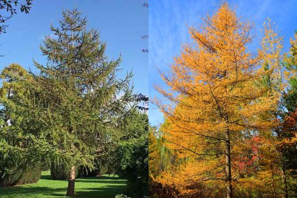 Larch turns golden yellow during winter