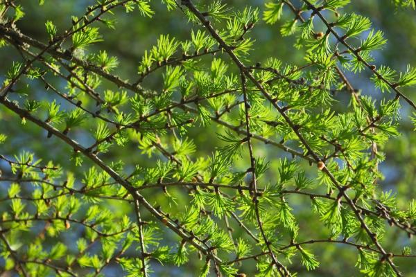 Larches look like evergreen trees because they have green needles