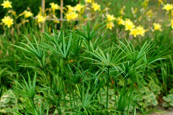 Papyrus Plant