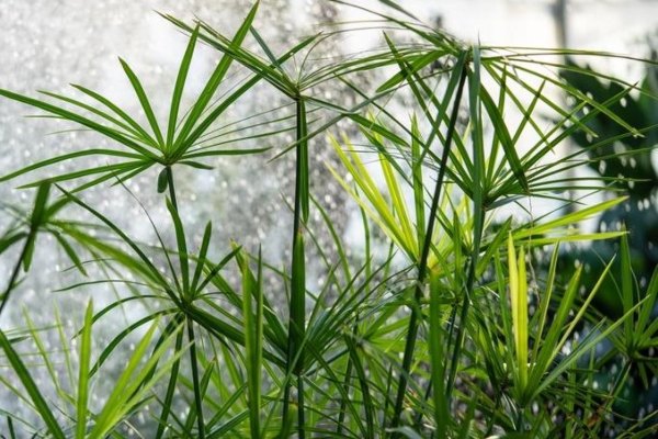 Papyrus is known for its green, triangular stems which grow in thick, grass-like clumps