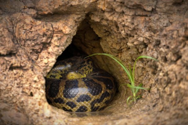 Snakes are often attracted to gardens and yards because of food sources