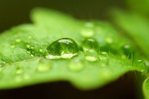 Water droplets on plants are not just ordinary water