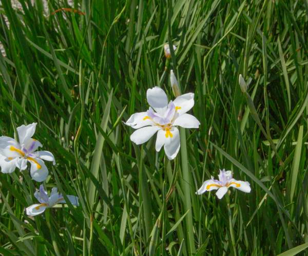 African Iris