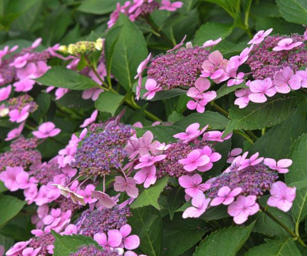 Lacecap hydrangeas typically reaching 2 feet or more in height