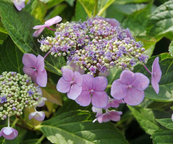 Lacecap hydrangeas