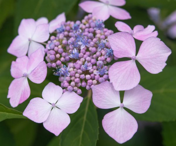 Lacecap hydrangeas's flower heads that resemble flat caps with frilly edges